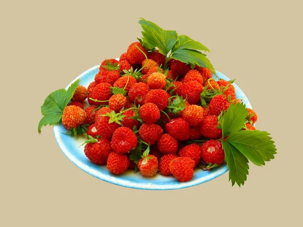 Many red strawberries and green leaves in a round blue dinner pl — Stock Photo, Image