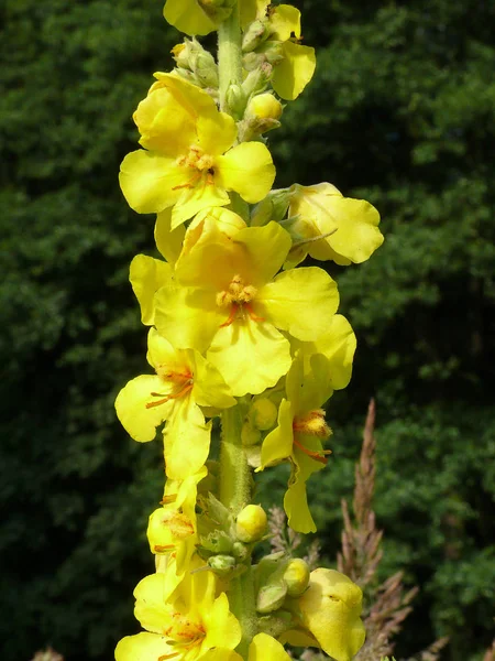 Mullein amarelo iluminado pelo sol perto de árvores verdes em junho — Fotografia de Stock