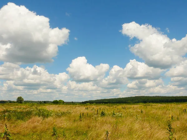 Campo aberto e floresta iluminada pelo sol sob nuvens brancas — Fotografia de Stock