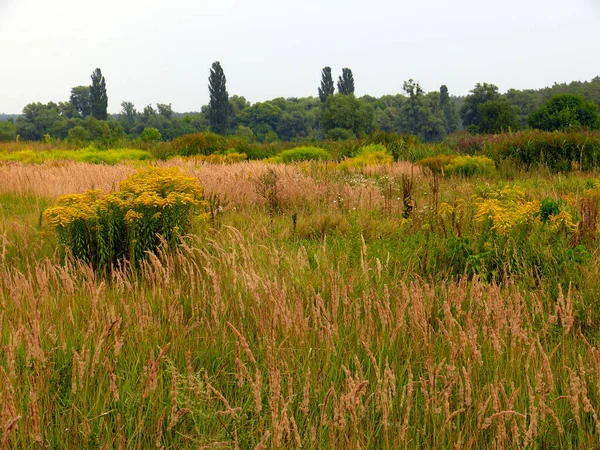 Alta grama marrom, flores amarelas e álamos longe em agosto — Fotografia de Stock