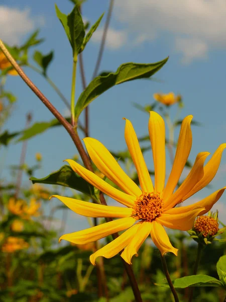 Ağustosta mavi gökyüzünün altında yeşillikler arasında sarı Helianthus