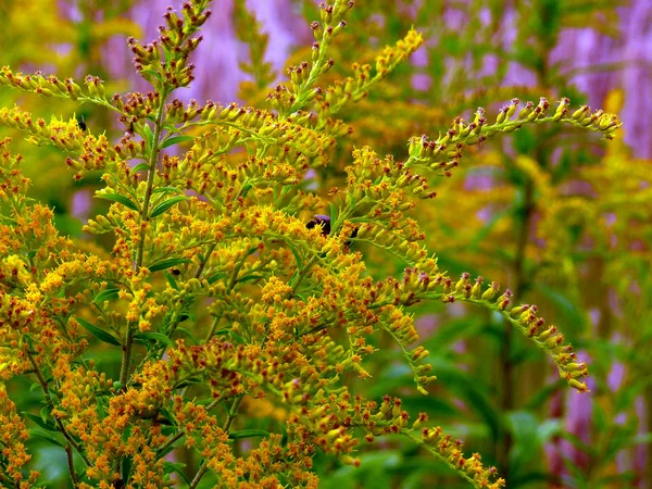 Little branches of a goldenrod covered with brown flowers in Aug — Stock Photo, Image