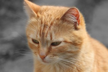 Gri arka plan üzerinde kırmızı bir dişi kedi portresi