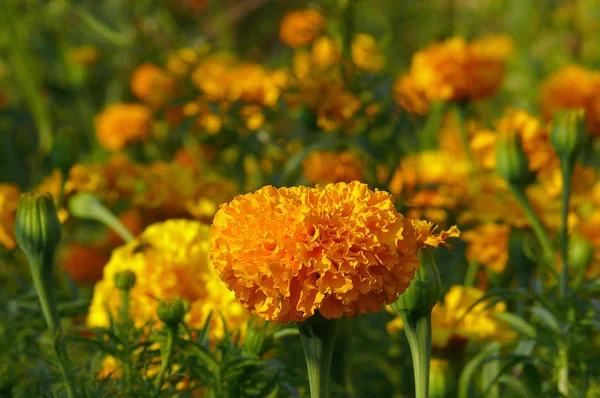 Caléndula naranja con hojas verdes sobre fondo de color amarillo y / o — Foto de Stock