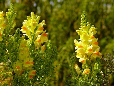 Temmuz ayında güneş tarafından aydınlatılan iki sarı çiçek yırtılma