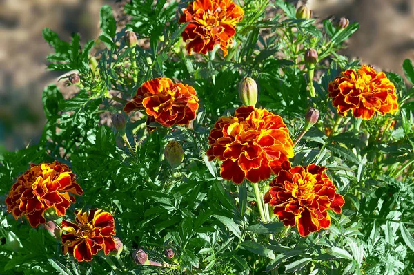 Siete caléndulas rojas con hojas verdes iluminadas por el sol en septiembre —  Fotos de Stock