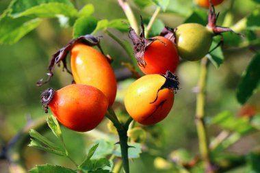 Gr arasında tendrils ile yabani bir gül dört güneşli portakal meyveleri