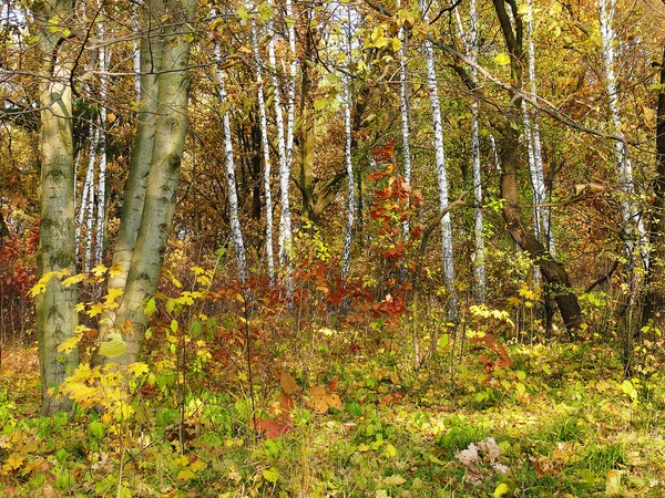 Muitos vidoeiros longos finos em pequeno vale coberto de vermelho e gre — Fotografia de Stock