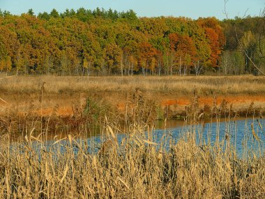 Kırmızı-yeşil orman ayakın bir nehrin mavi su s tarafından aydınlatılmış
