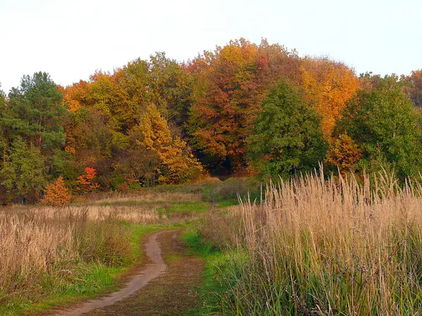 Um caminho de campo para a floresta amarelo-marrom em outubro — Fotografia de Stock