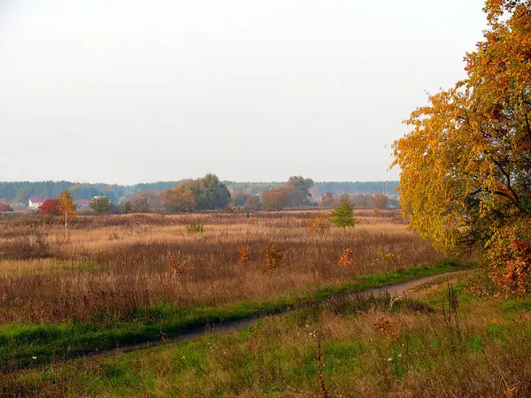 Campo coberto com grama marrom perto da borda da floresta em outubro — Fotografia de Stock