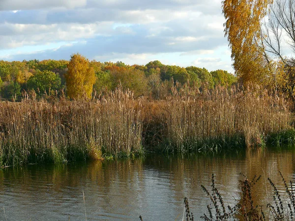 Fiume e una foresta verde-gialla illuminata dal sole lontano sotto il cielo blu i — Foto Stock