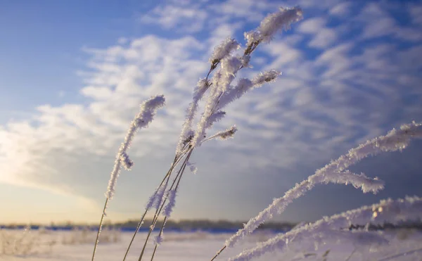 小麦の耳は 春に雪解けの冷凍 — ストック写真