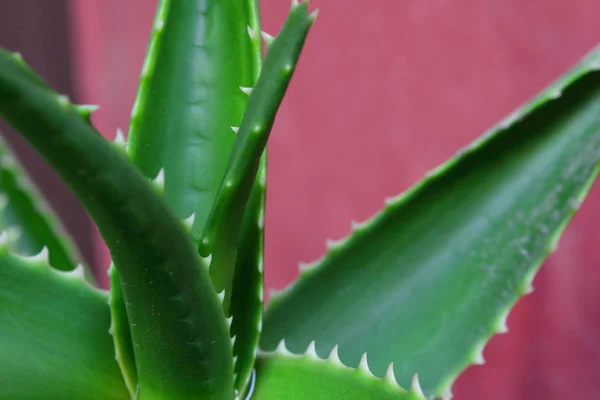 Hojas Aloe Vera Aloe Vera Leaves Sbila — Stock Photo, Image