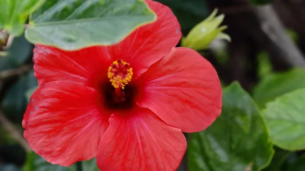 Flor Cayena Primer Plano Cayenne Flower Foreground — Stock Photo, Image