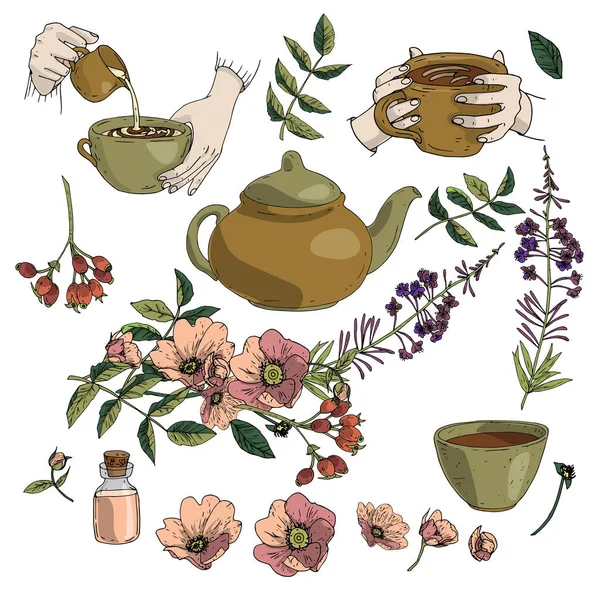 Conjunto de ilustración vectorial de té de hierbas, tetera, taza en las manos, rosa mosqueta, florecimiento sally en colores marrón y verde aislado sobre fondo blanco — Vector de stock