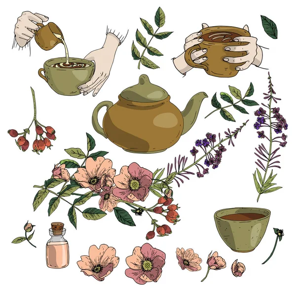 Vektor Illustration Set von Kräutertee, Teekanne, Becher in den Händen, Hagebutte, blühende Sally in braunen und grünen Farben isoliert auf weißem Hintergrund — Stockvektor