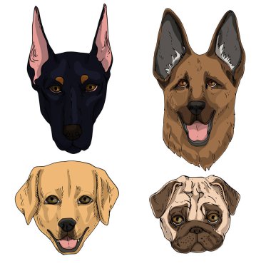 Vektör çizim köpekler düz simgeler kümesi. Çizgi film ve beyaz arka plan üzerinde gerçekçi kahverengi, siyah ve kum renklerde izole. Dobermann, Alman çoban, bezleri, Labrador geri almak