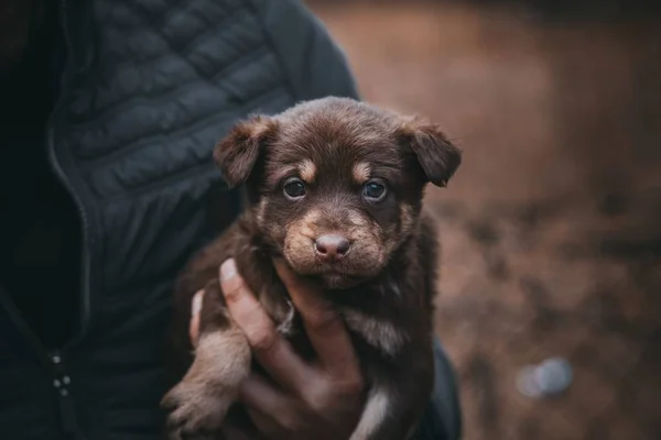 Pequeno Cachorro Marrom Nos Braços Homem Ele Muito Bonito Sério — Fotografia de Stock