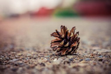 kaldırımda yalan köknar koni