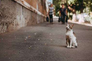 Evsiz yavru kedi arıyorum