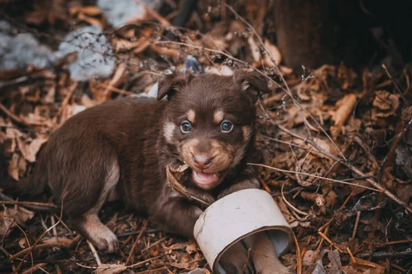 Cachorro Lixo Rói Rói — Fotografia de Stock