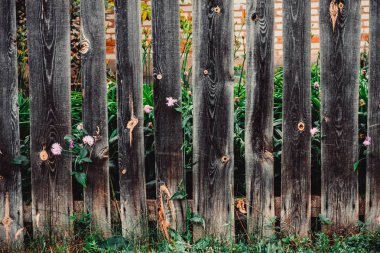 ahşap bir çit yeşil çimler uzuyor