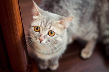 sürpriz ile büyük kehribar eyes genç kitty örnek alıyor