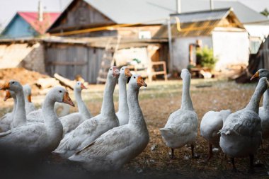 Köyün çitin arkasında sokak aşağı yürüyüş kaz sürüsü