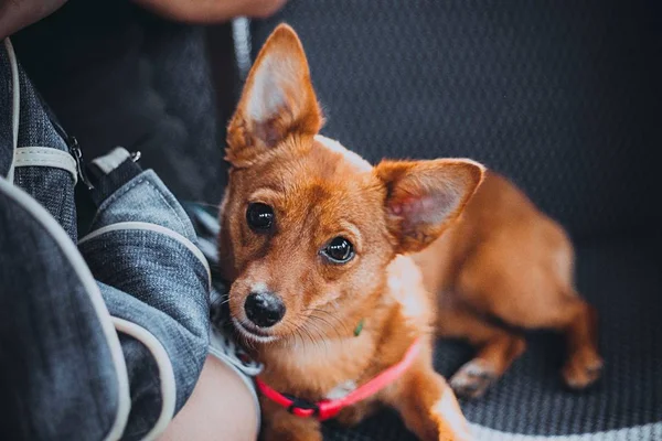 Pequeno Cão Engraçado Perto Saco — Fotografia de Stock