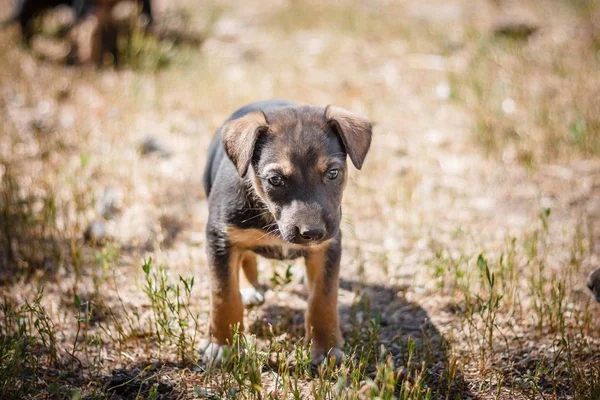 Άστεγα Σκυλάκια Περιπατητές Λιμοκτονήσουν Και Ζουν Στο Δρόμο Δεν Έχουν — Φωτογραφία Αρχείου