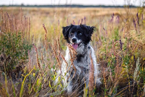 Perro Está Sentado Campo Los Arbustos Lavanda —  Fotos de Stock