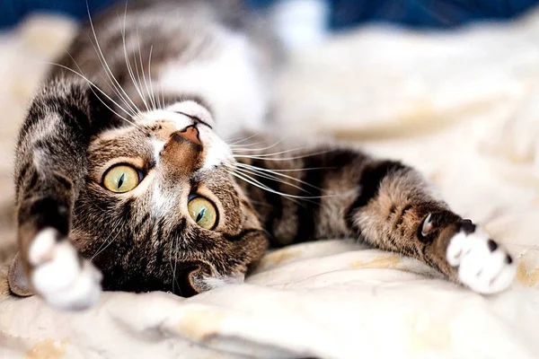 Ahırda sonbaharda asılı çim kurutulmuş