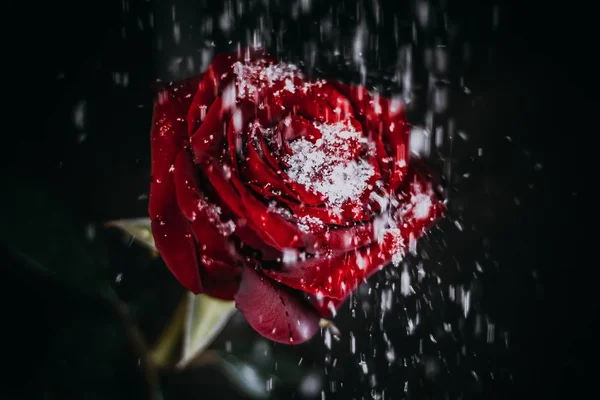 Schneeflocken Fallen Auf Eine Rote Rose Vor Schwarzem Hintergrund — Stockfoto