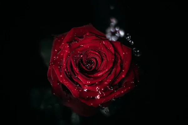 Wassertropfen Tropfen Auf Eine Rote Rose Vor Schwarzem Hintergrund — Stockfoto