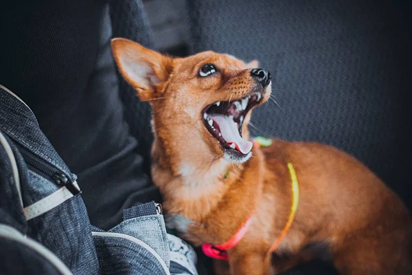 Pequeno Cão Raça Pura Marrom Senta Lado Amante Tranport Sorri — Fotografia de Stock