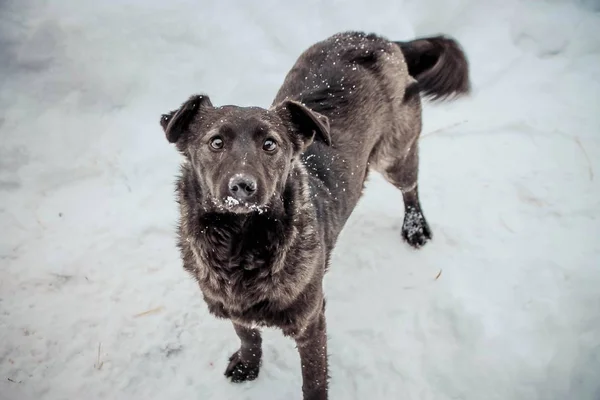 a black little dog with shining eyes is standing on the snow and looking up