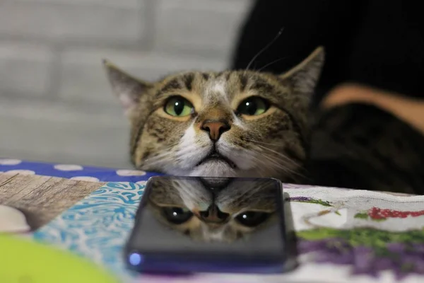 Pasiasty Kot Bengalski Położył Głowę Stole Odbicie Ekranu Telefonu Komórkowego — Zdjęcie stockowe