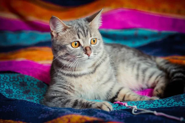 Carino Bella Gattino Strisce Sdraiato Una Lettiera Diversa Sta Guardando — Foto Stock