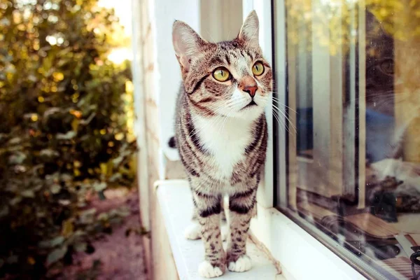 Bengal Tiger Cat Stands Front Window Street — Stock Photo, Image