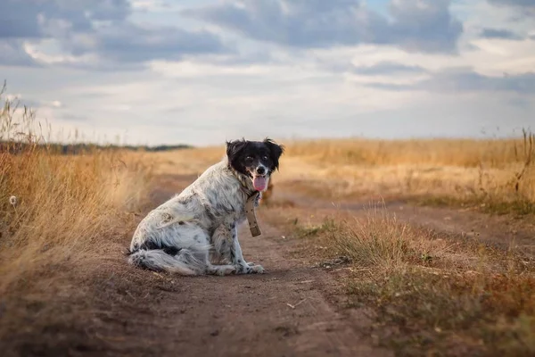 Perro Sentado Camino Campo —  Fotos de Stock