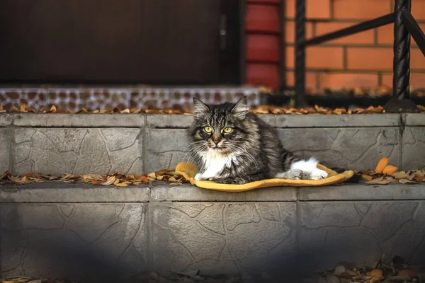 kabarık kedi basamaklarda yatıyor