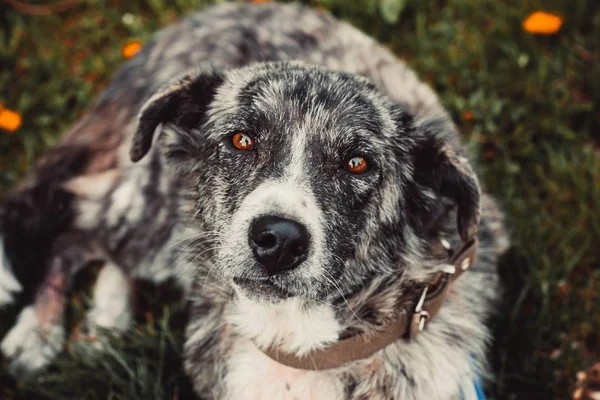 Perro Inusual Color Merle Con Ojos Marrones Mira Todo Mundo —  Fotos de Stock