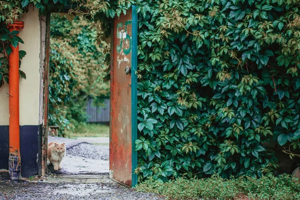 kapı avlusunda kırmızı kabarık kedi yoğun yeşillik yanında duruyor