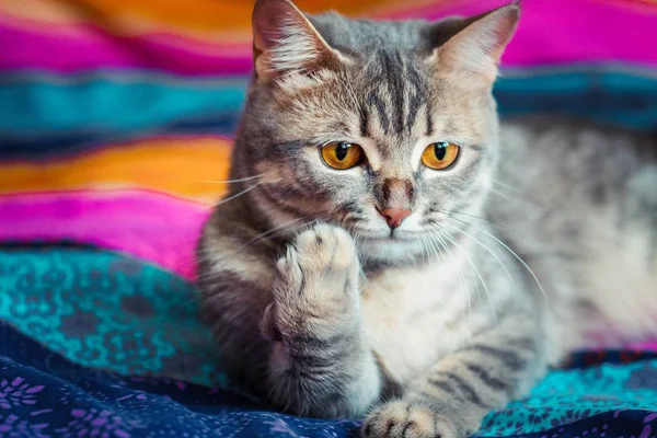 灰色条纹的小猫躺在一条彩色围巾上 拉了一只脚 — 图库照片