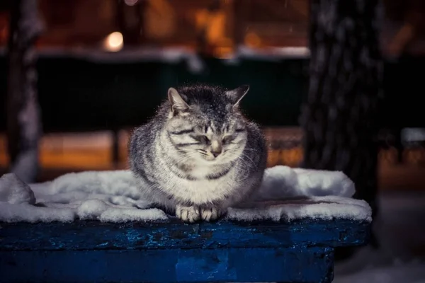 Серый Пушистый Милый Кот Лежит Скамейке Закрывая Глаза Холода — стоковое фото
