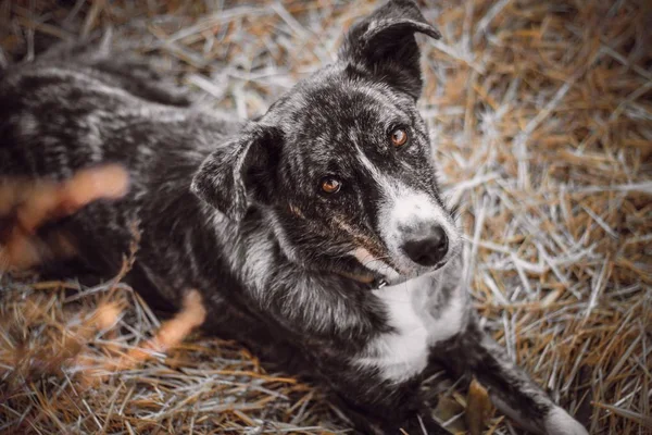 köpek renk merle saman üzerinde yatıyor ve trustingly görünüyor