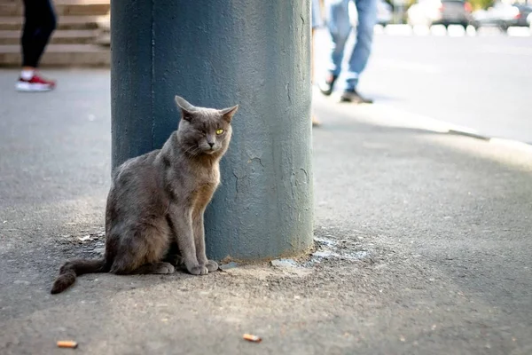 Серый Одинокий Бездомный Кот Сидит Улице Рядом Постом Проходит Мимо — стоковое фото