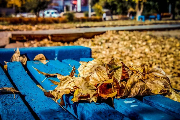 Bankta sonbahar yaprakları