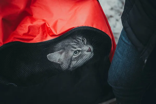 gri hoşnutsuz kedi bir taşıyıcı oturur ve sahipleri kötü niyetli görünüyor